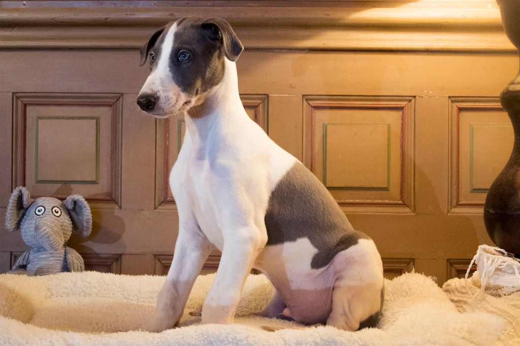 Du Château De La Forestrie - Chiot disponible  - Greyhound